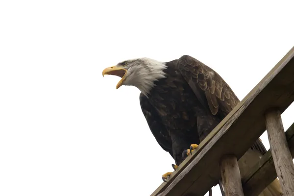 Majestic eagle — Stock Photo, Image