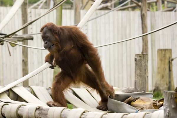 Schattige baby orang-oetan — Stockfoto