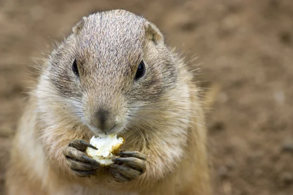 Cute prarie dog — Stock Photo, Image
