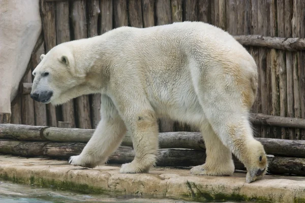 Πολική αρκούδα — Φωτογραφία Αρχείου