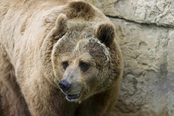 Urso-pardo — Fotografia de Stock