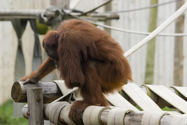 Schattige baby orang-oetan — Stockfoto