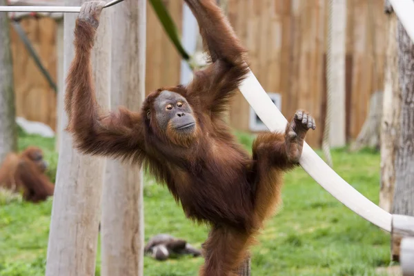 Orangotango bebê bonito — Fotografia de Stock