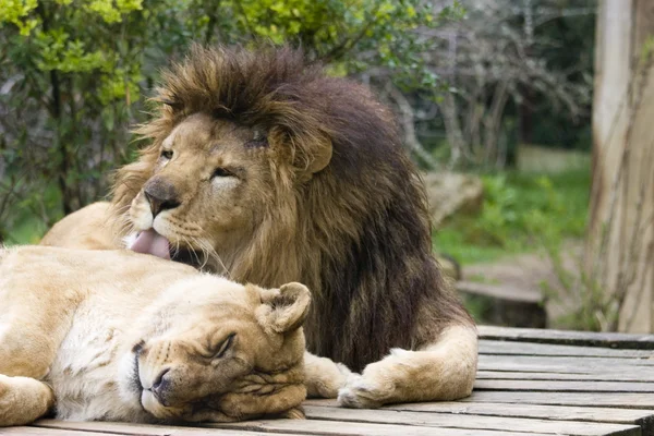 stock image Lions