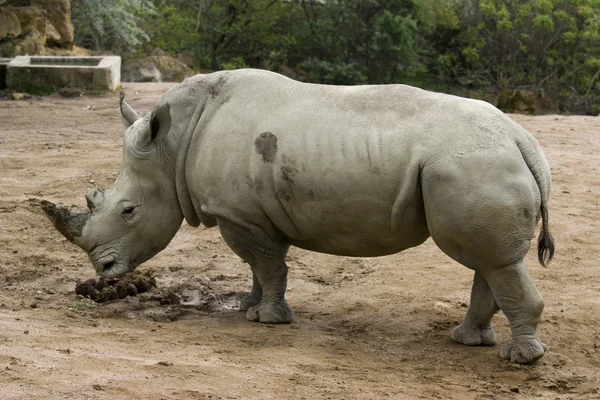 Rhinocéros — Photo