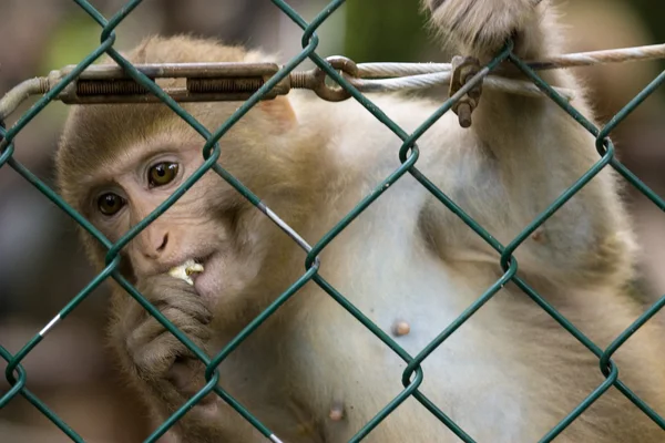 Opice v zoo — Stock fotografie