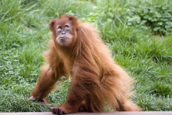 Słodkie dziecko orangutan — Zdjęcie stockowe