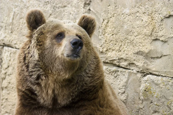 Grizzlybär — Stockfoto