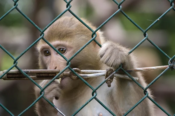 Opice v zoo — Stock fotografie