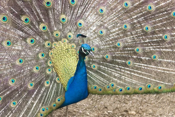 stock image Peacock