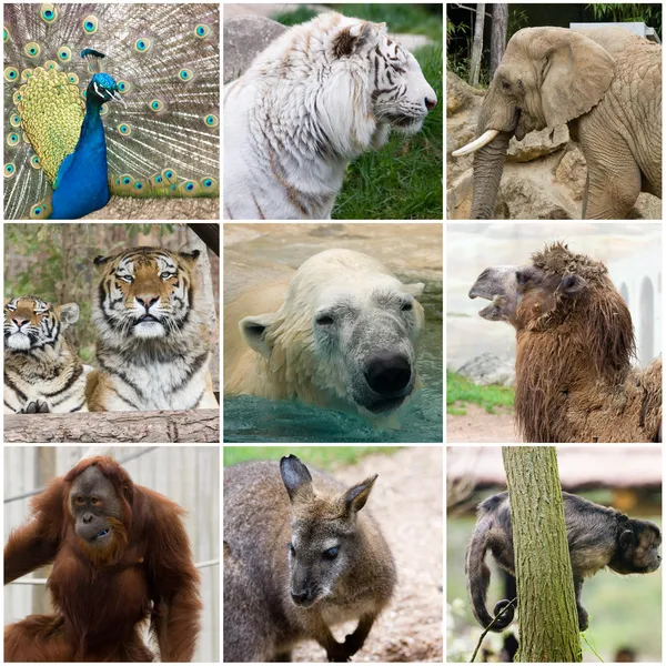 Wild animals collage — Stock Photo, Image