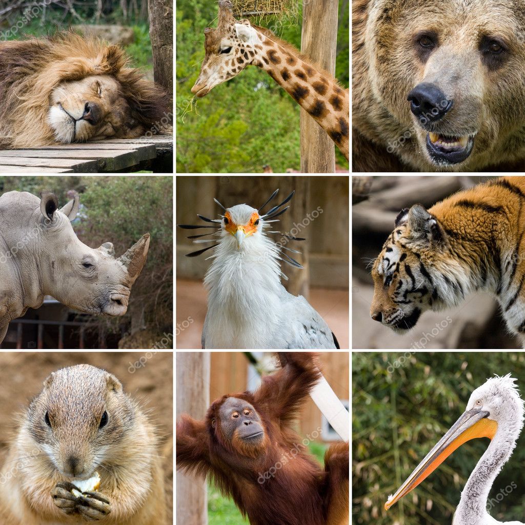 Animal collage — Stock Photo © sabinoparente #3055804