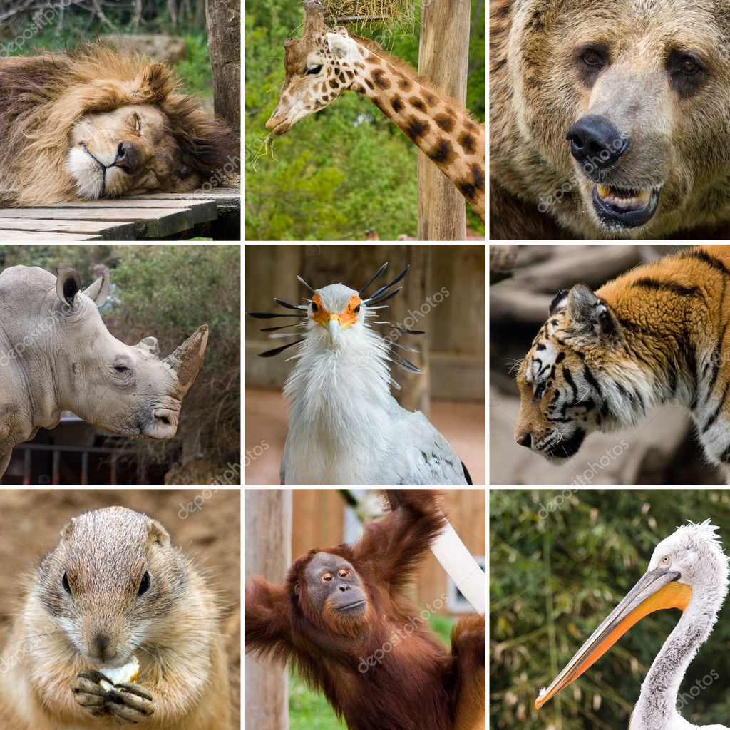 Wild animal collage Stock Photos, Royalty Free Wild animal collage Images |  Depositphotos