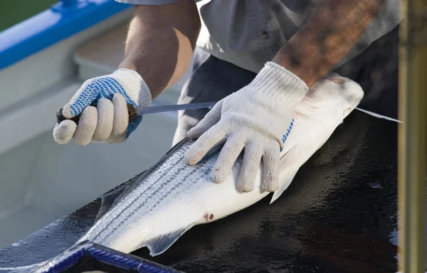 stock image Cleaning salmon