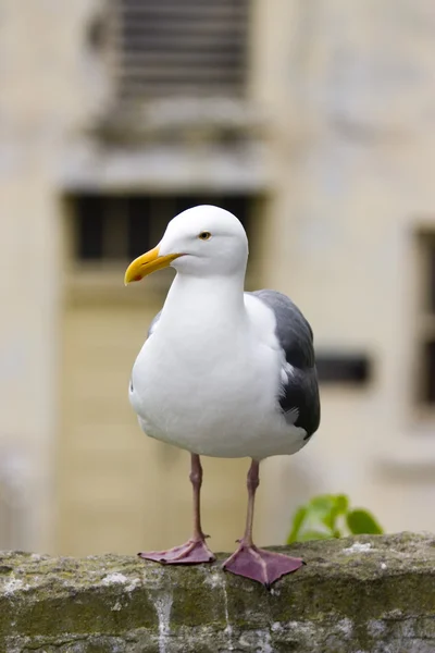 Fåglar — Stockfoto