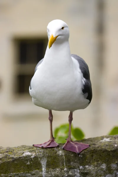 Uccello — Foto Stock