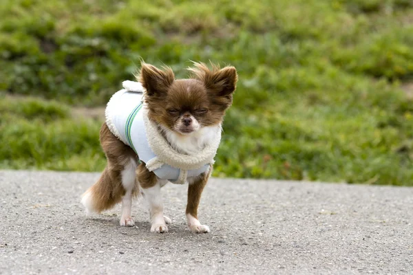 stock image Funny dogs