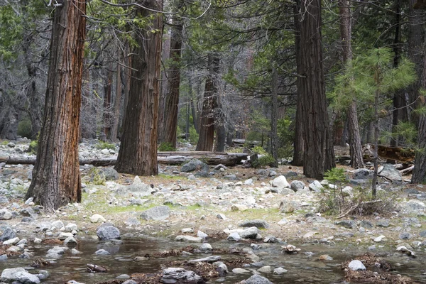 Floresta de Yosemite — Fotografia de Stock