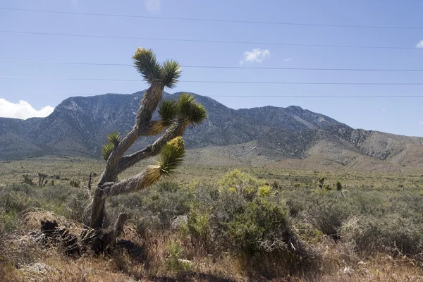 カリフォルニアの砂漠 — ストック写真