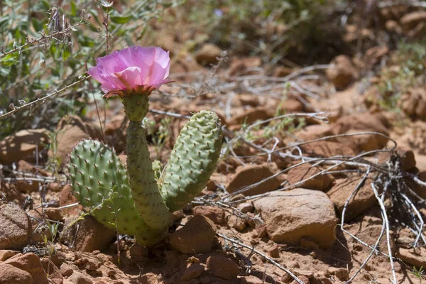 Kaktus — Zdjęcie stockowe