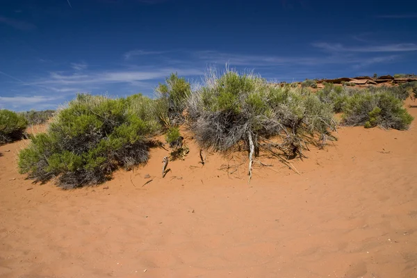 アリゾナ砂漠 — ストック写真