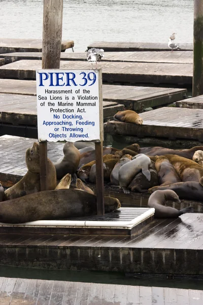 stock image Pier 39