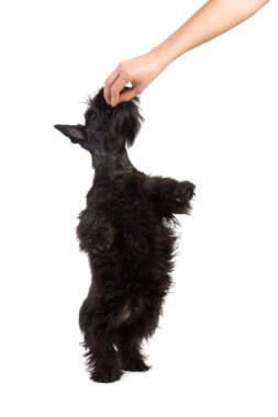 A young schnauzer takes a treat clipart