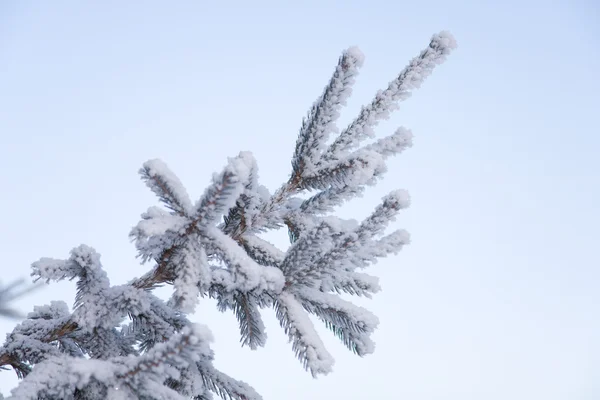 Обед из елки со снегом в голубом небе — стоковое фото