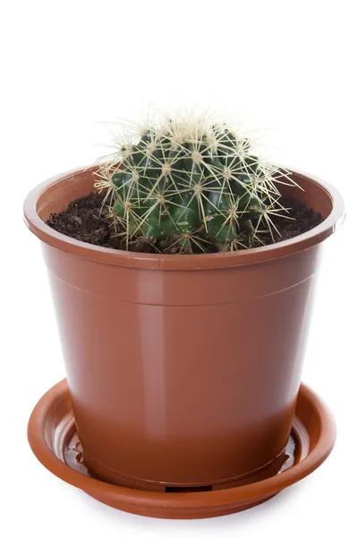 Small cactus in flowerpot — Stock Photo, Image