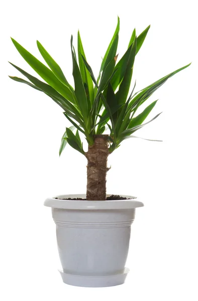 Пальмовое растение в цветочном горшке — стоковое фото