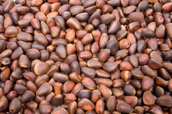 A pile of cedar nut — Stock Photo, Image