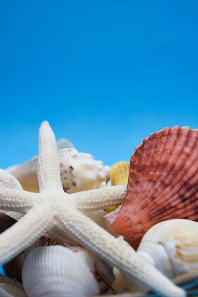 stock image Set of a sea shells and starfish