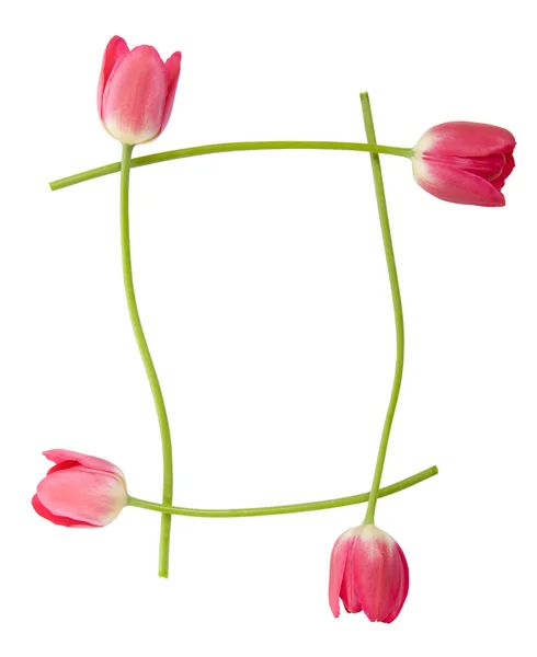 Tulipán borde floral — Foto de Stock