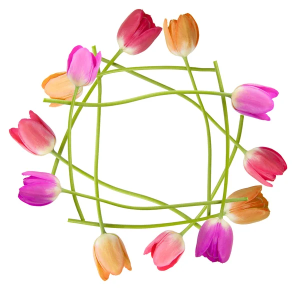 Tulipán Květinový okraj — Stock fotografie