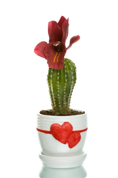 Cactus in flowerpot with heart shapes — Stock Photo, Image