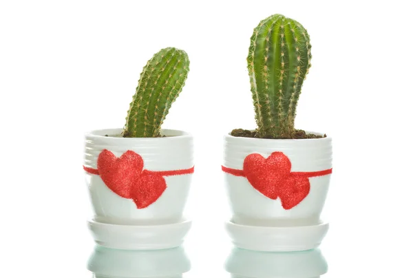 Two cactuses in flowerpots — Stock Photo, Image
