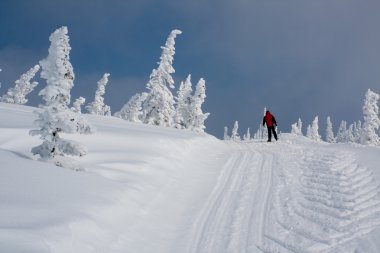 çam ağacı ile Alpin yamaç