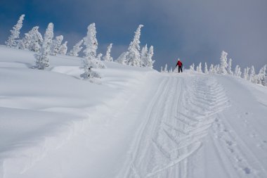 çam ağacı ile Alpin yamaç