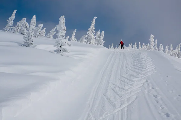 Declive alpino com pinheiro — Fotografia de Stock