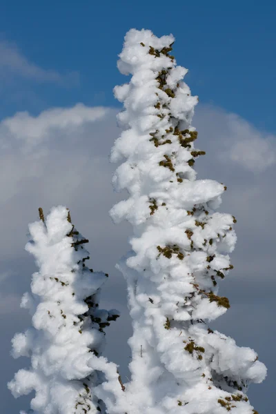 Alpské svah s borovice — Stock fotografie