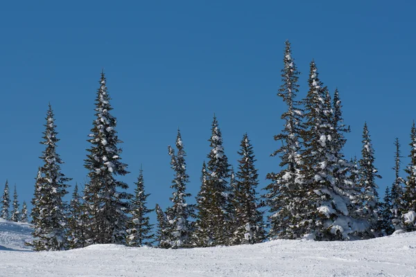 Alpine slope with pine tree — Stock Photo, Image