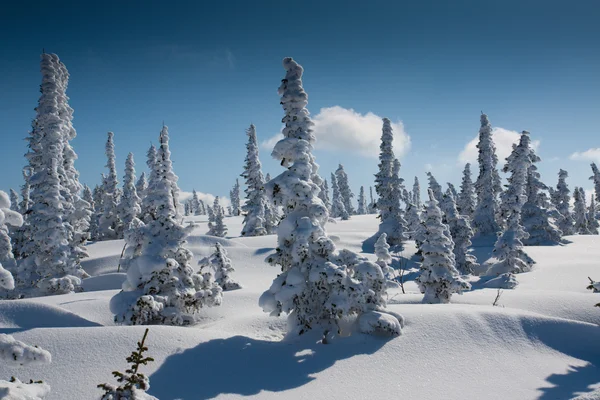 Alpine slope with pine tree — Stock Photo, Image