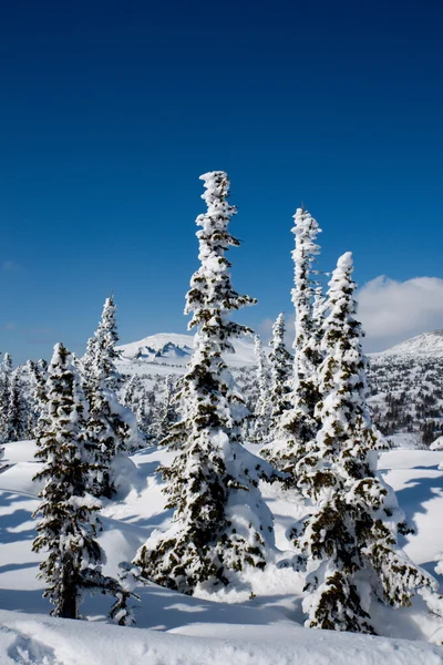 Pendiente alpina con pino — Foto de Stock