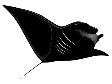 Manta ray, dövme