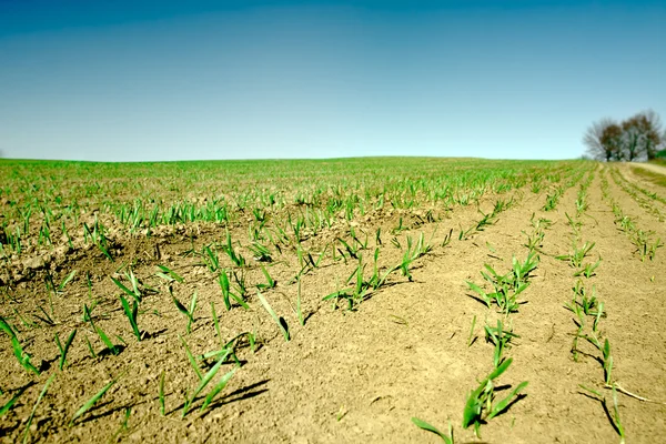 stock image Field with sprouts