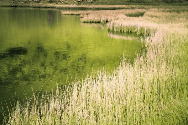 stock image Shore with reeds