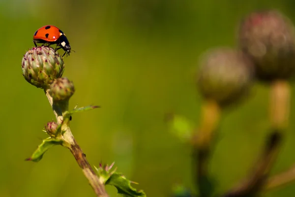Little ladybug — Stock Photo, Image