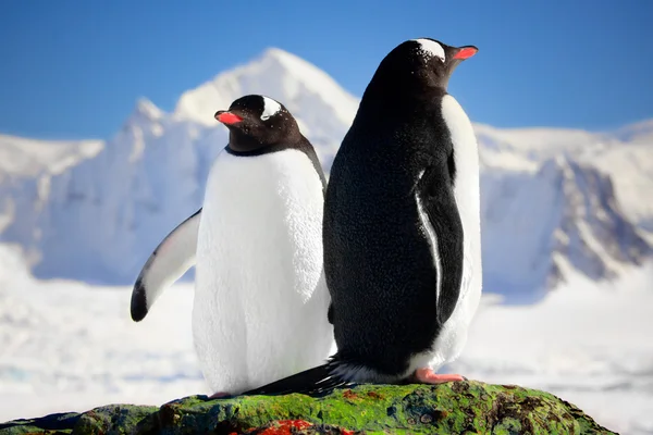 Dva tučňáci snění — Stock fotografie