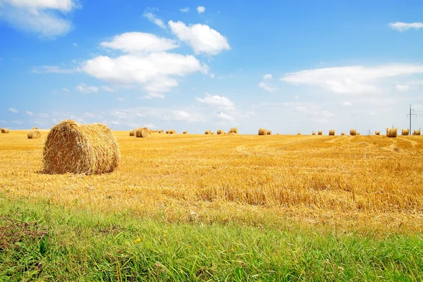 stock image Straw