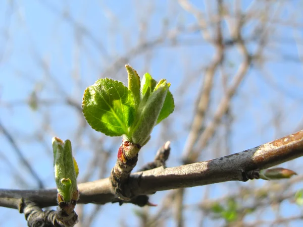 Junge Blätter am Apfelbaum — Stockfoto